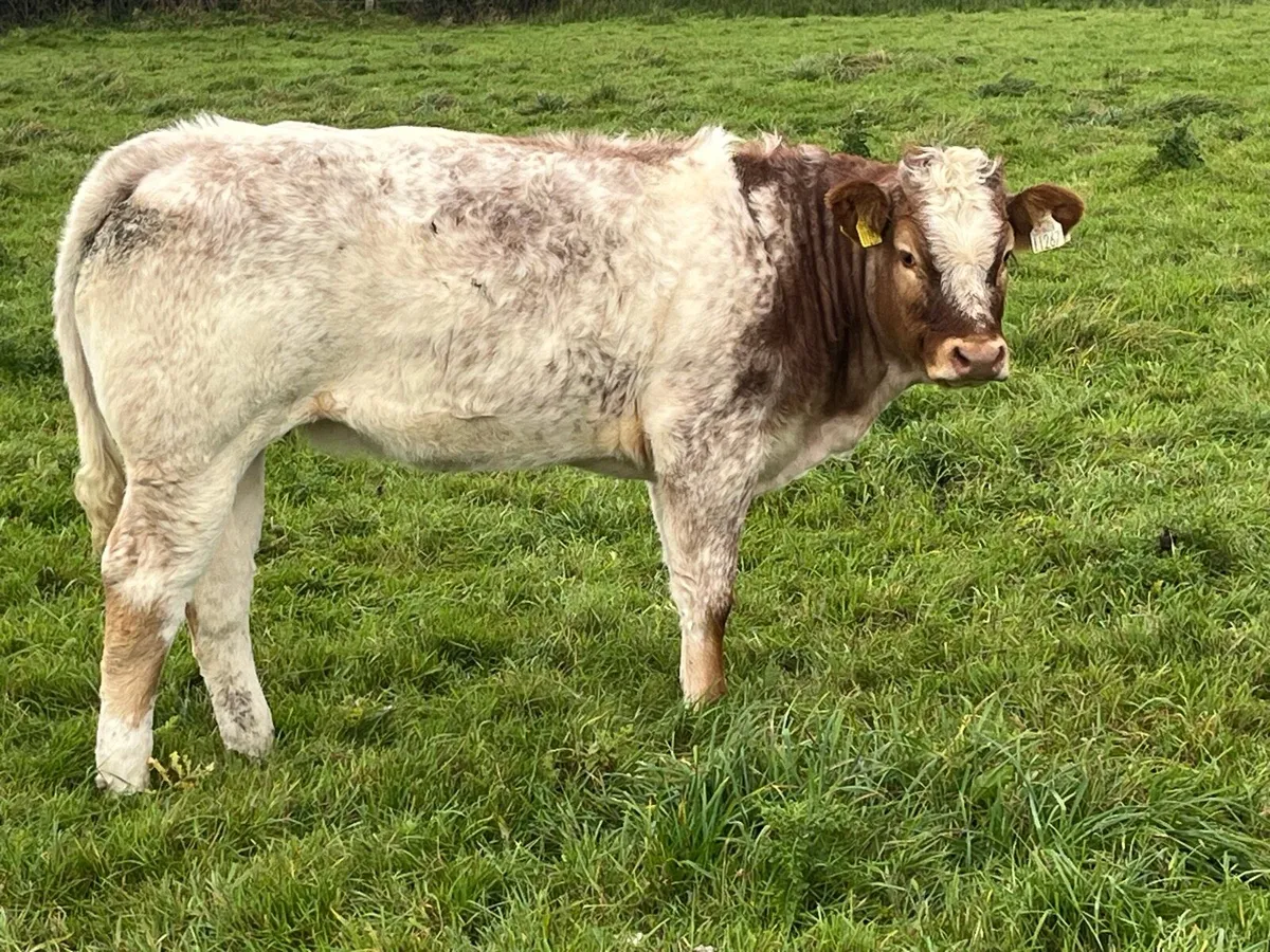 Weanlings - Image 2