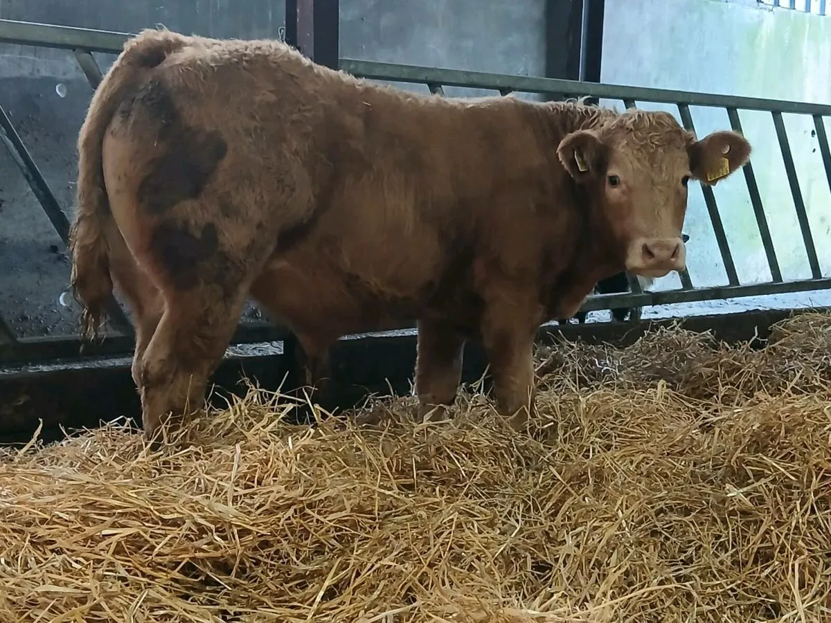 20 Smashing Bull Weanlings - Image 1