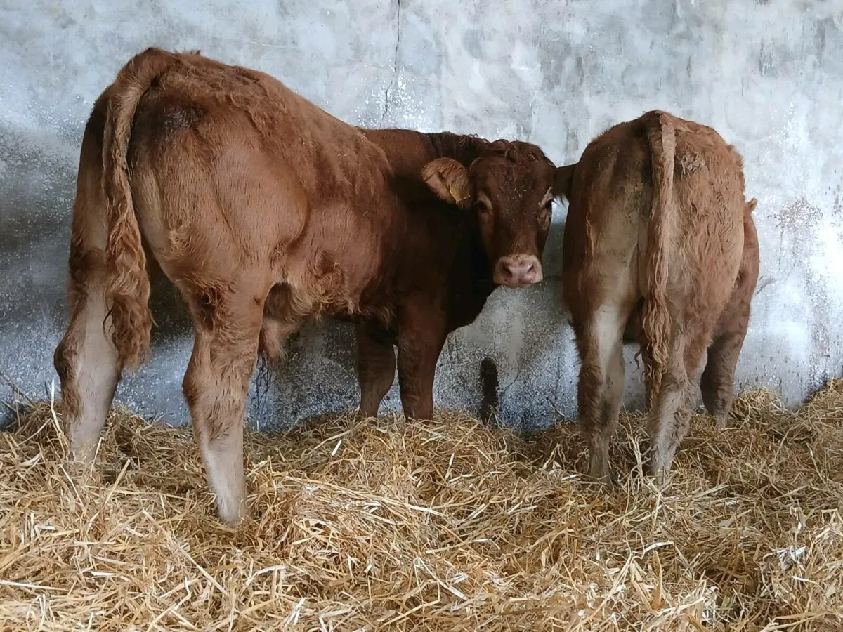20 Smashing Bull Weanlings - Image 2
