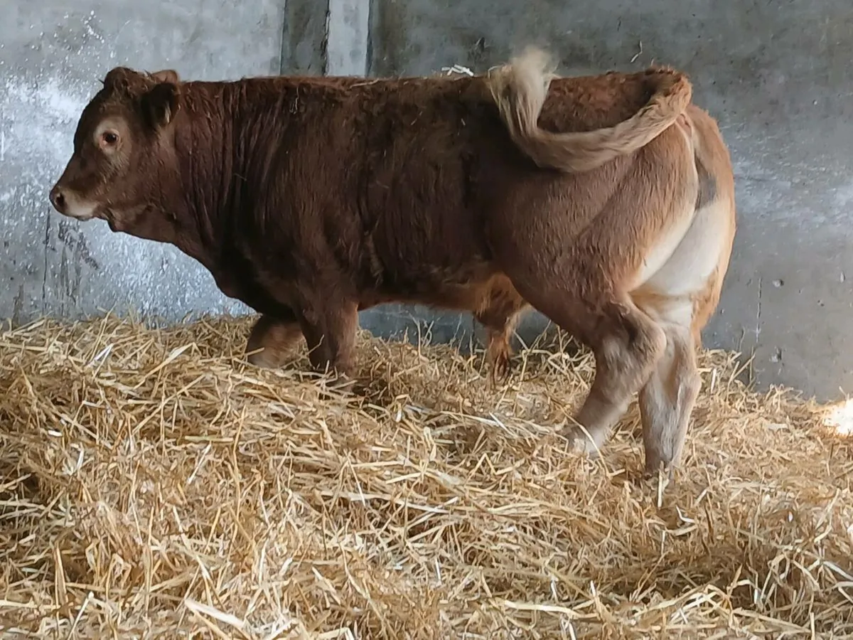 20 Smashing Bull Weanlings - Image 3