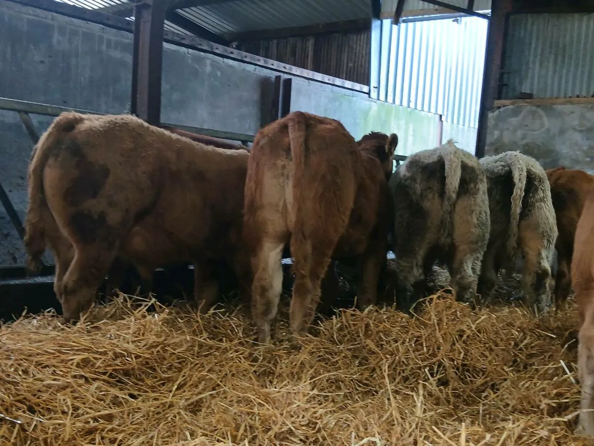 20 Smashing Bull Weanlings - Image 4