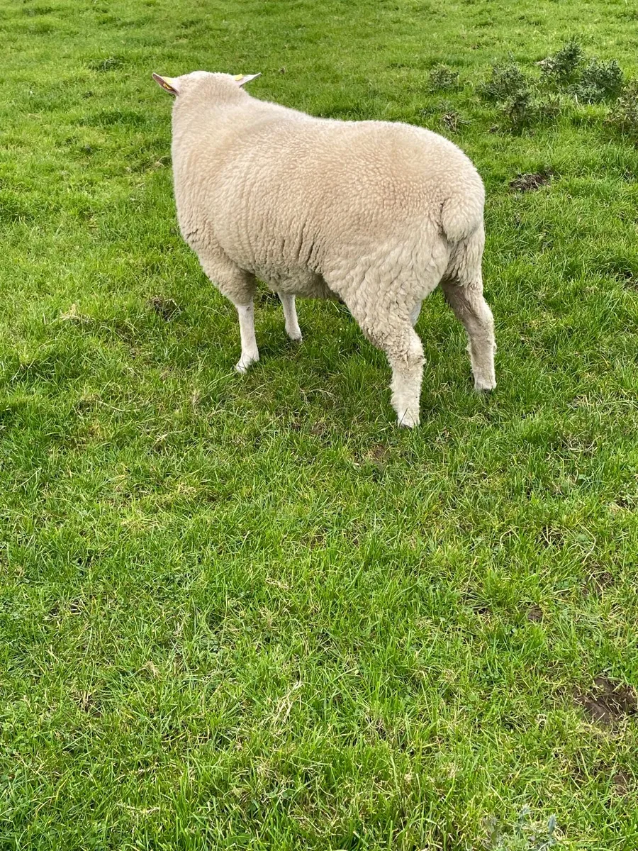 Galway hogget ram - Image 2
