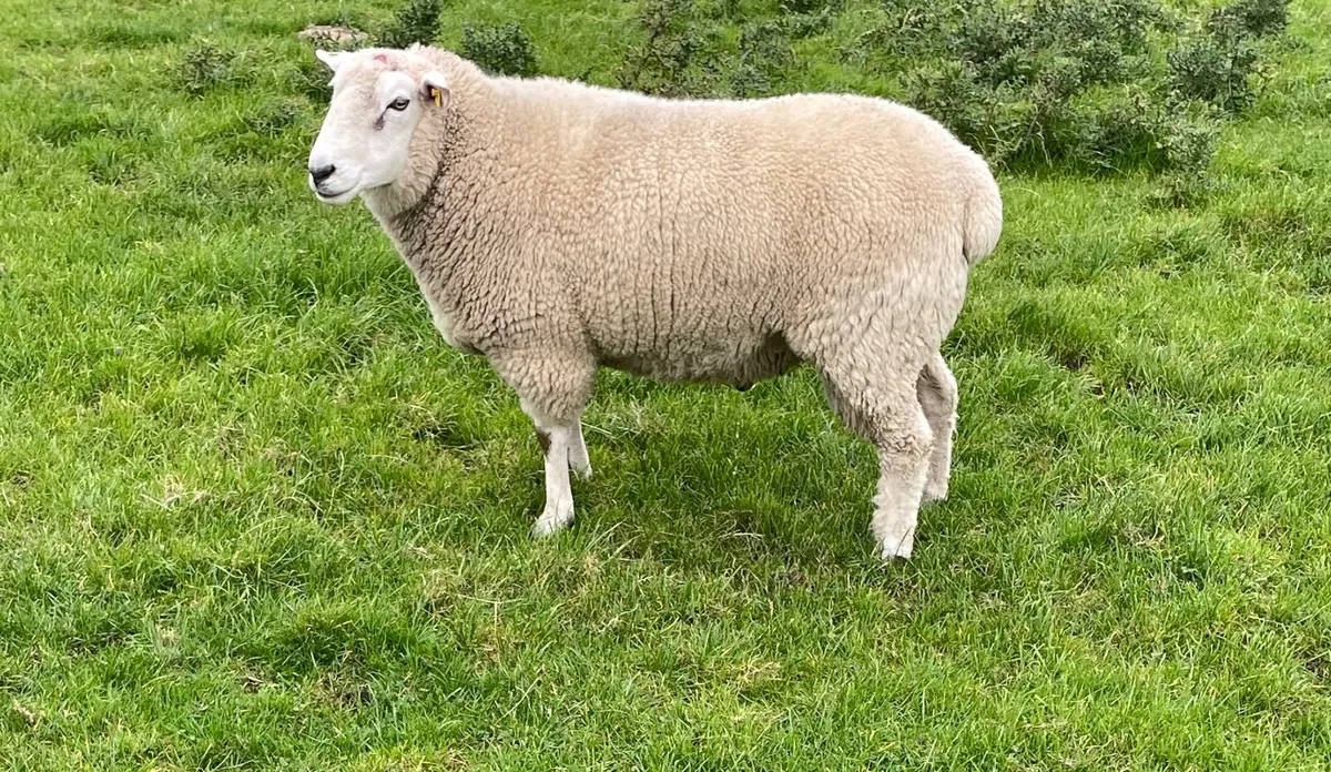 Galway hogget ram - Image 1