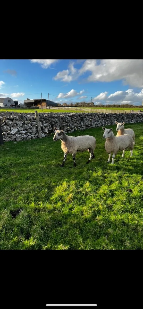 Sheep - Image 3