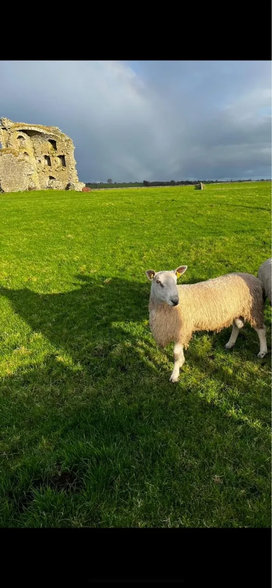 Sheep - Image 4