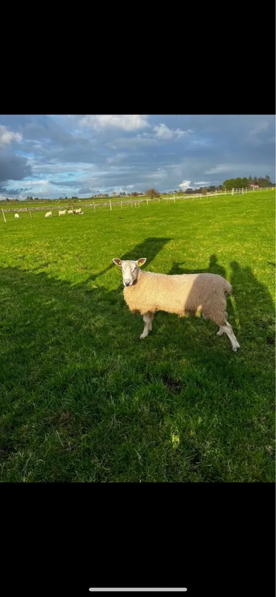Sheep - Image 1