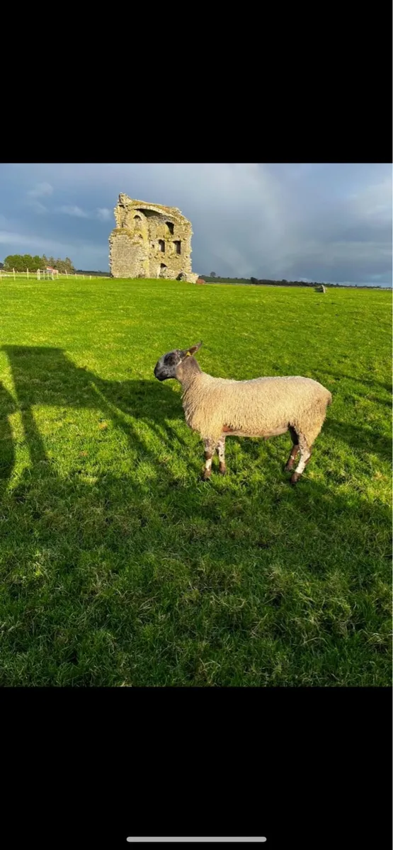 Sheep - Image 2