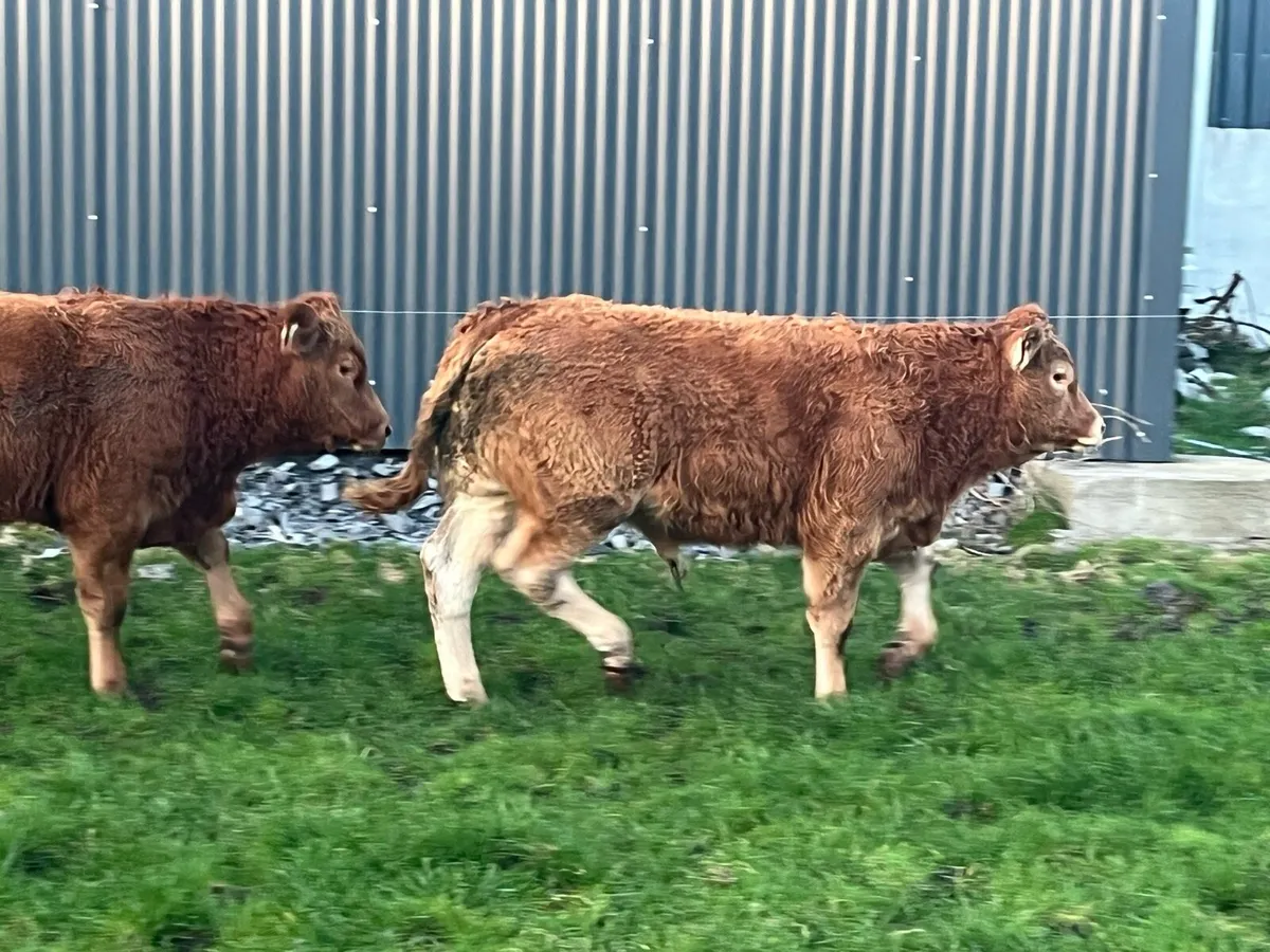 Weanling bulls - Image 2