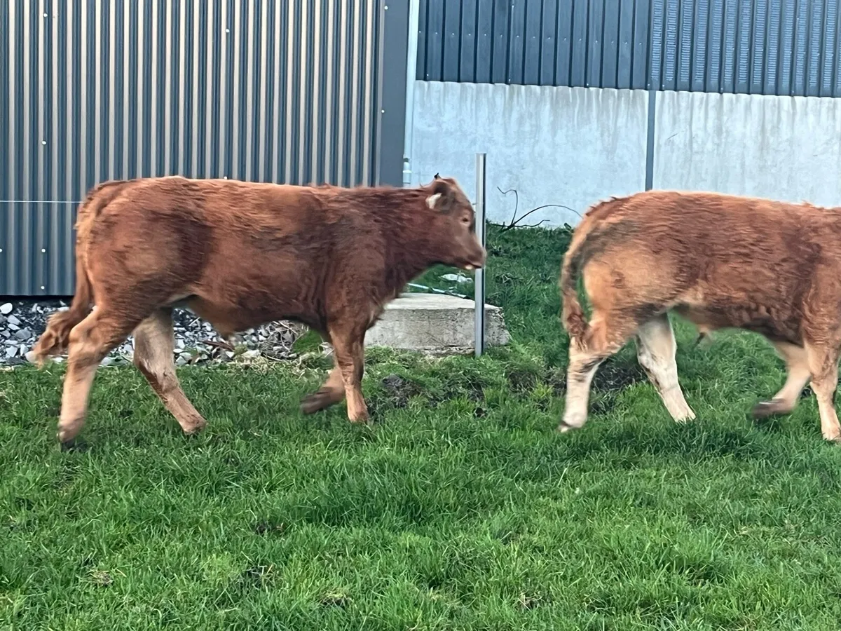 Weanling bulls - Image 3