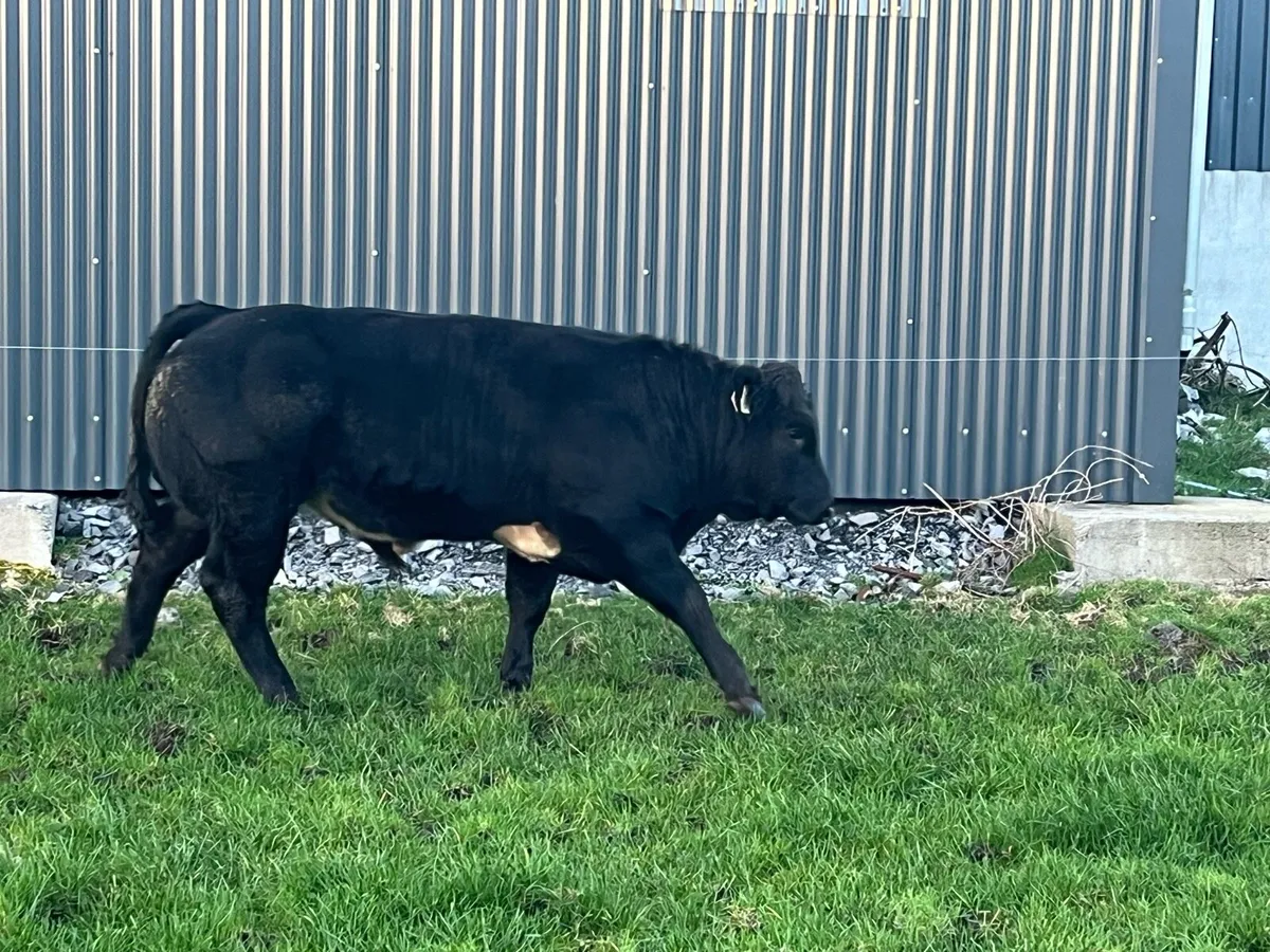Weanling bulls - Image 4