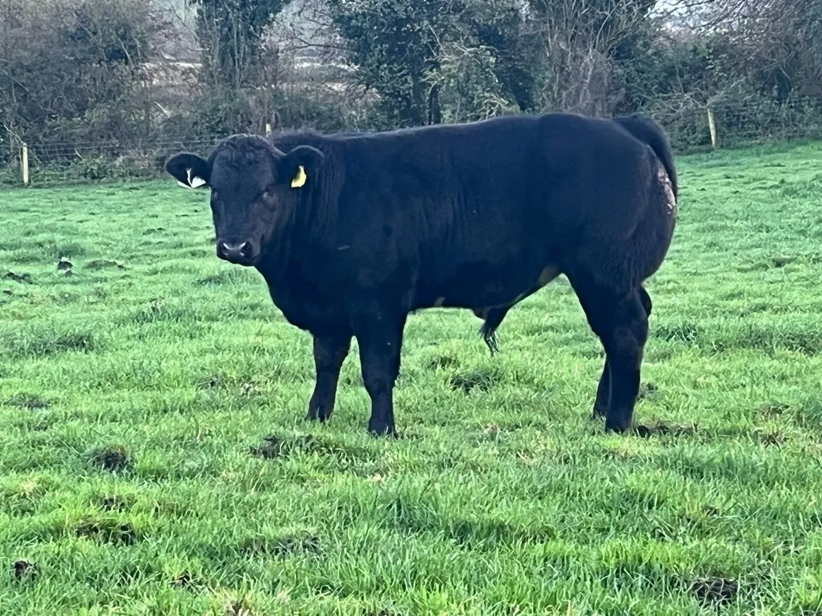 Weanling bulls - Image 1