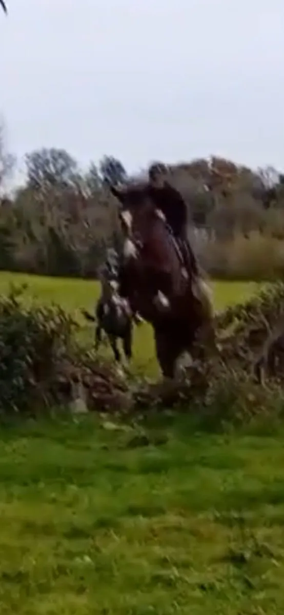 Horse - Image 4