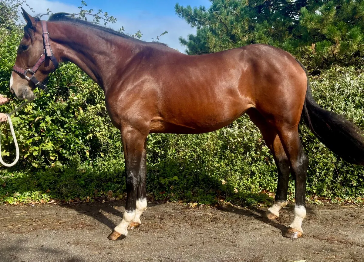 Horse - Image 1