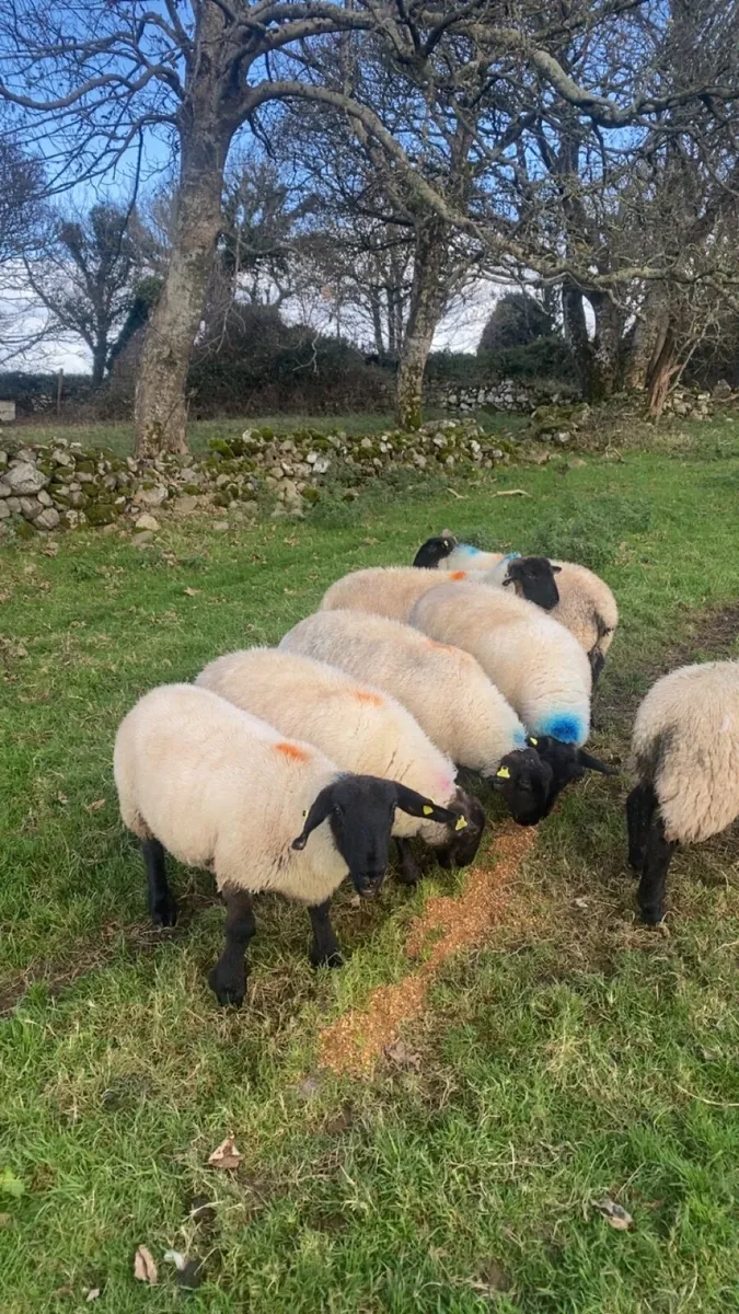 10 super Suffolk ewe lambs - Image 1