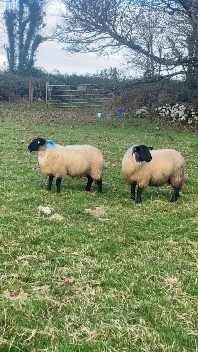 10 super Suffolk ewe lambs - Image 2