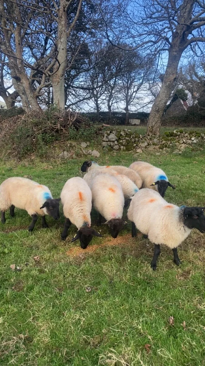 10 super Suffolk ewe lambs - Image 3