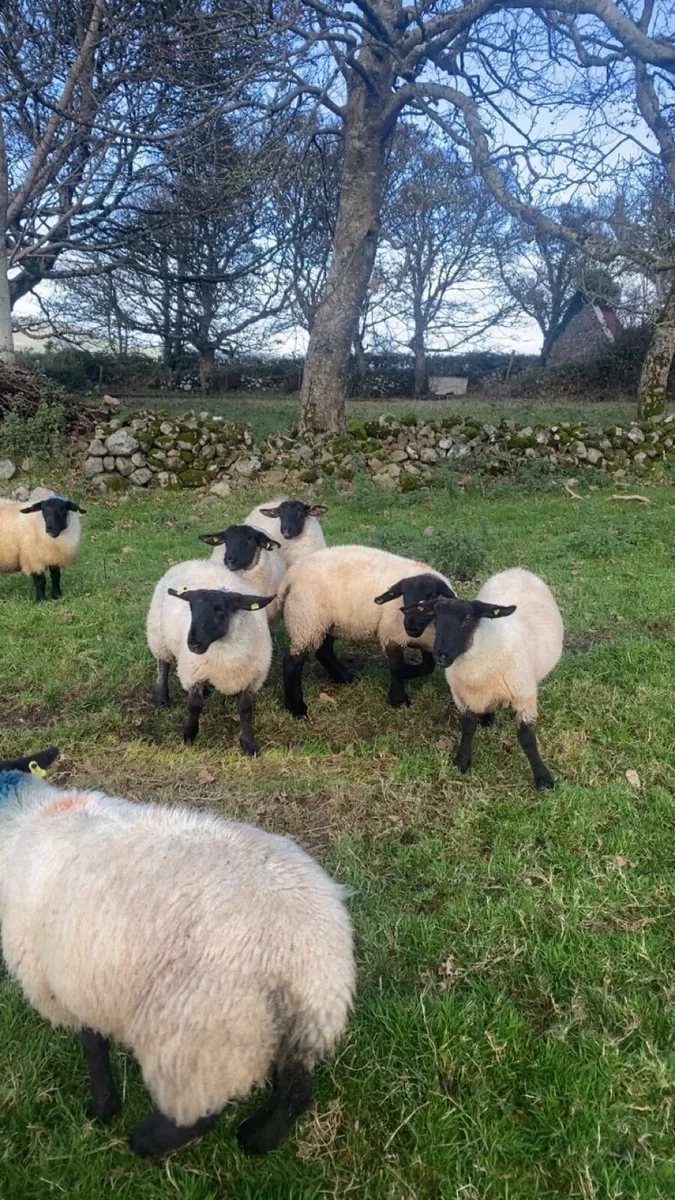 10 super Suffolk ewe lambs - Image 4
