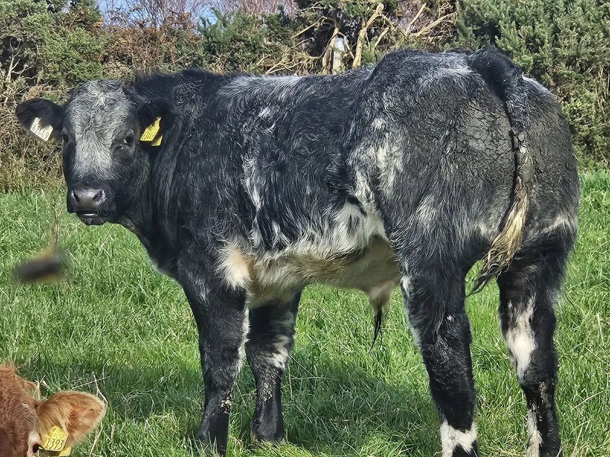 Super bull weanlings for Balla Mart on Tuesday - Image 1