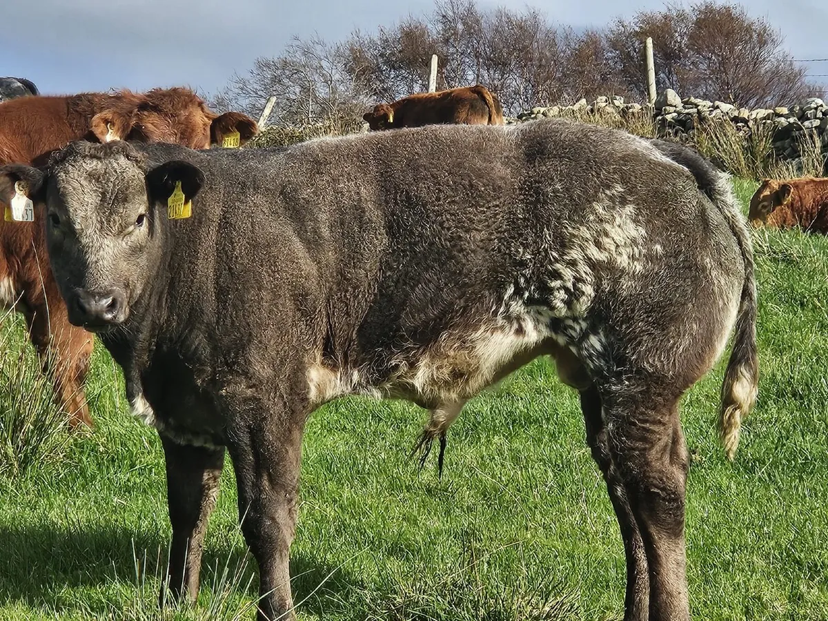 Super bull weanlings for Balla Mart on Tuesday - Image 2