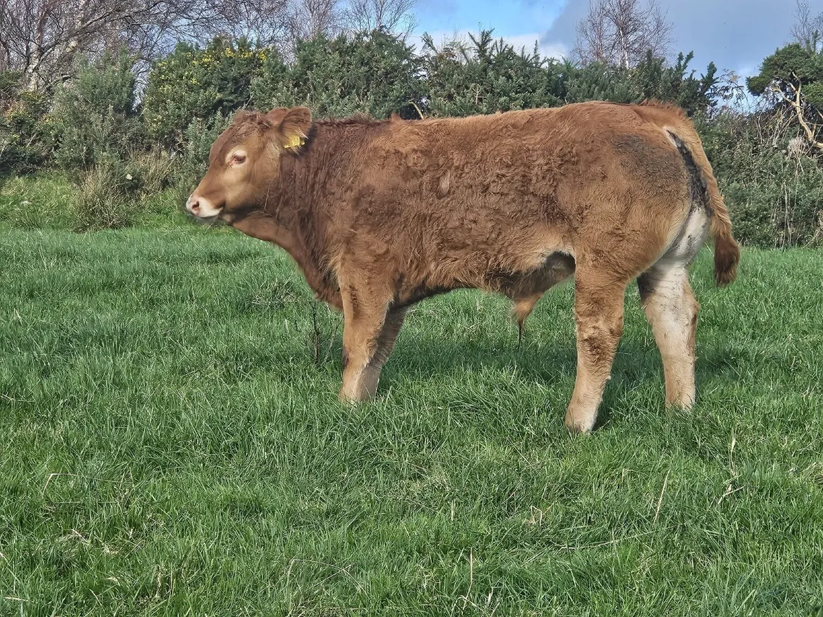 Super bull weanlings for Balla Mart on Tuesday - Image 3