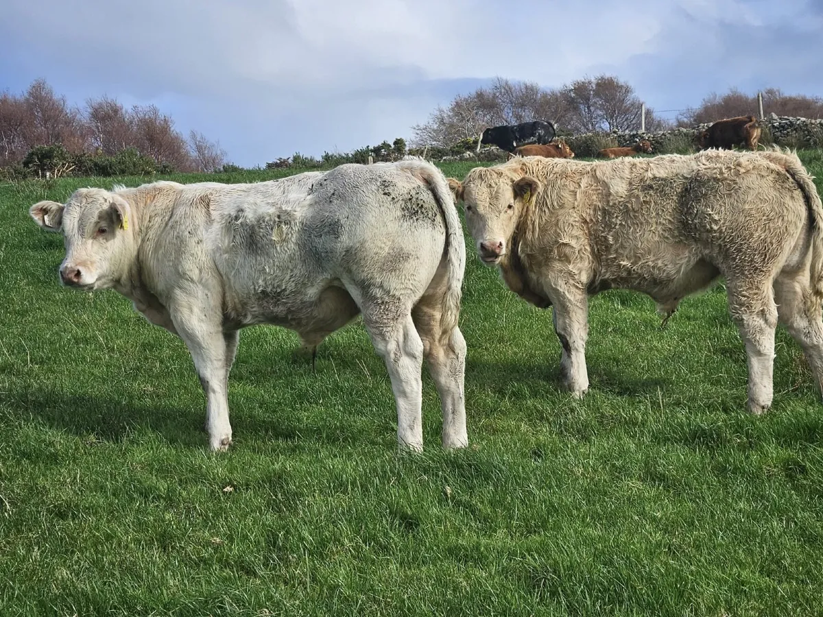 Super bull weanlings for Balla Mart on Tuesday - Image 4