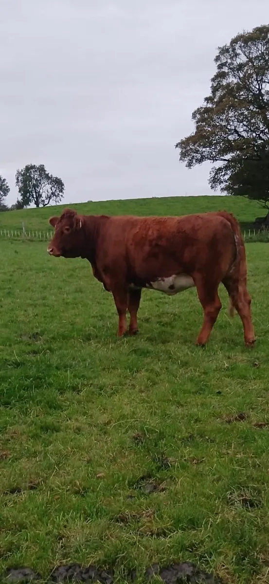 Breeding Heifers - Image 2