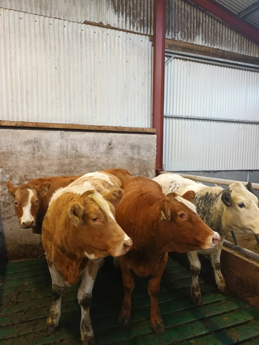 Breeding Heifers - Image 3