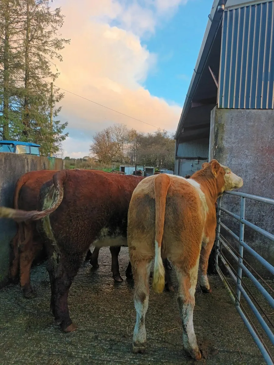 Breeding Heifers - Image 4