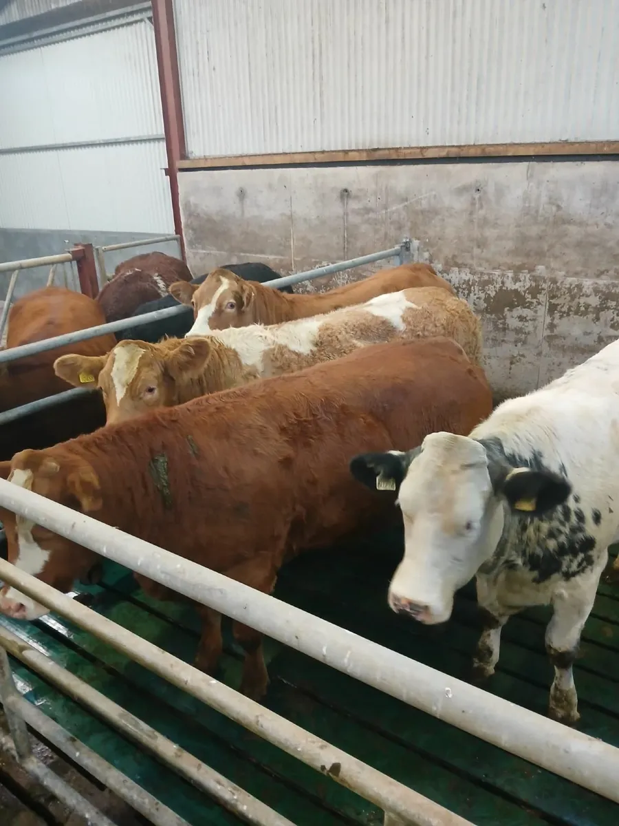Breeding Heifers - Image 1