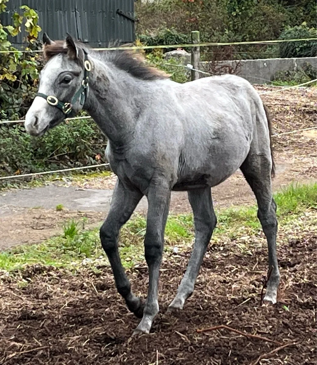 Connemara x Thoroughbred Colt - Image 1