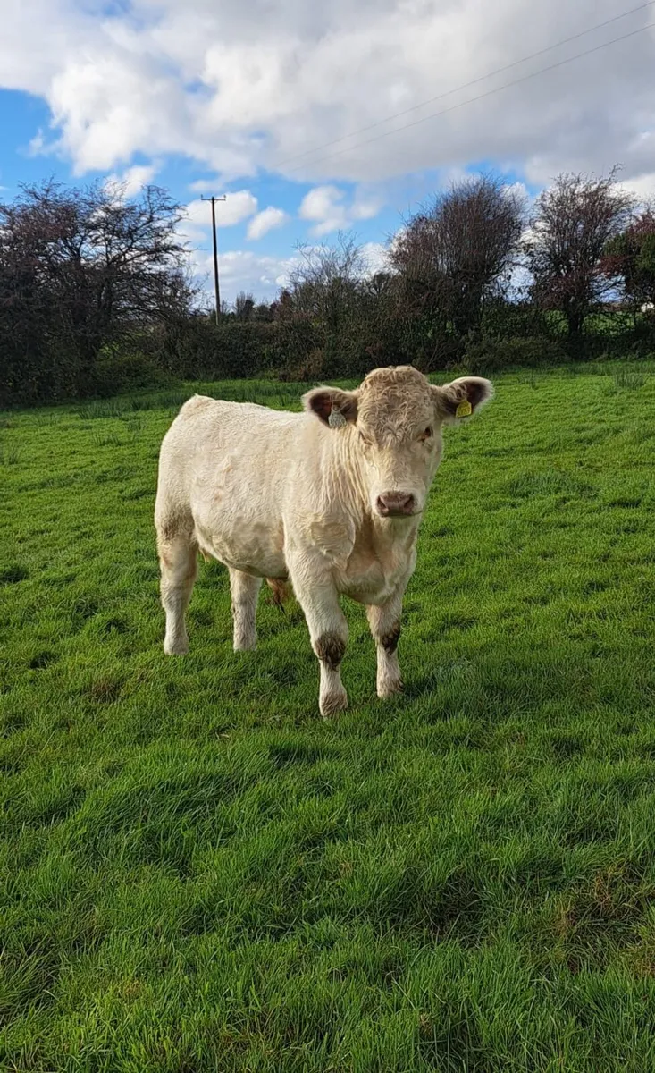 Shorthorn Bull - Image 1