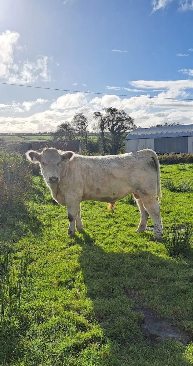 Shorthorn Bull - Image 2