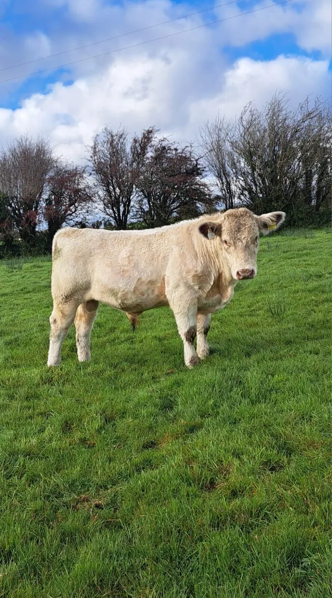 Shorthorn Bull - Image 3