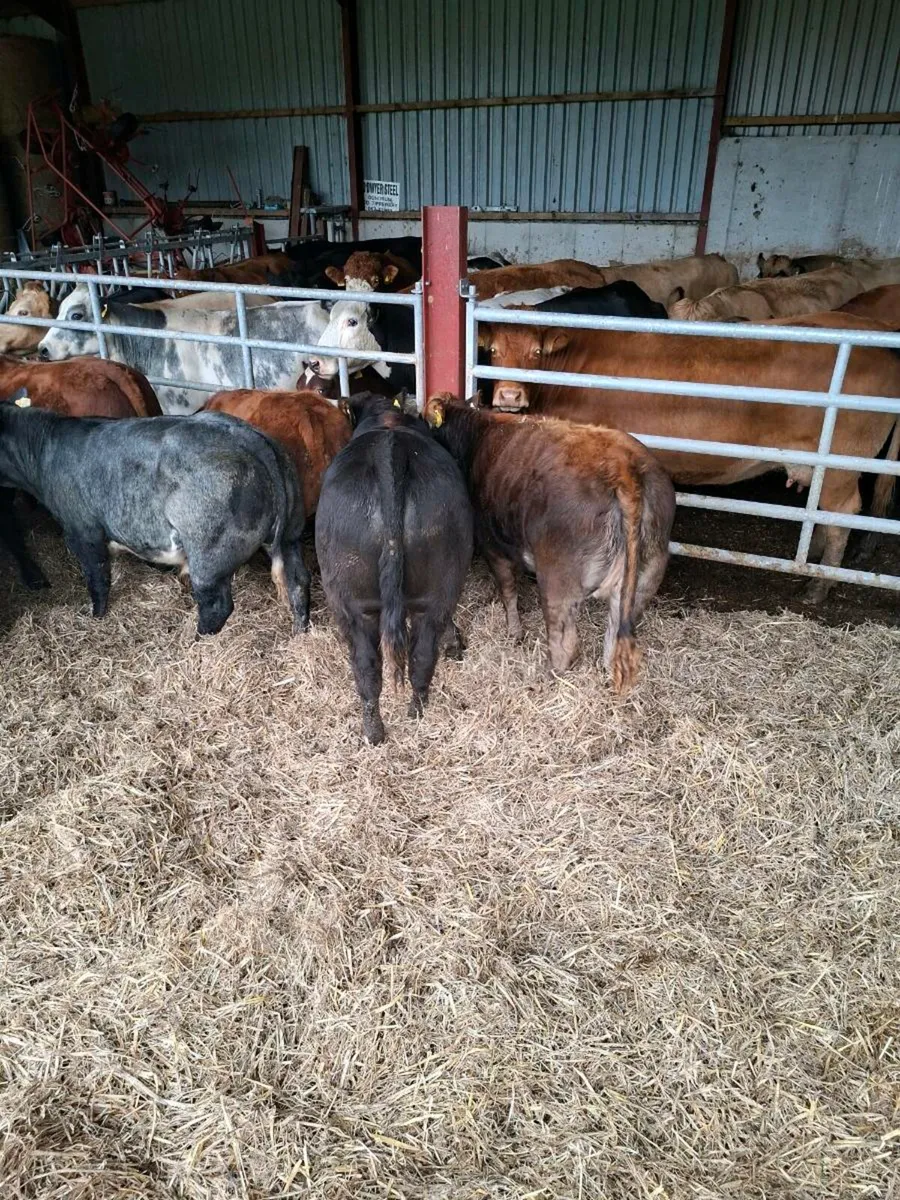 LMX weanlings - Image 1