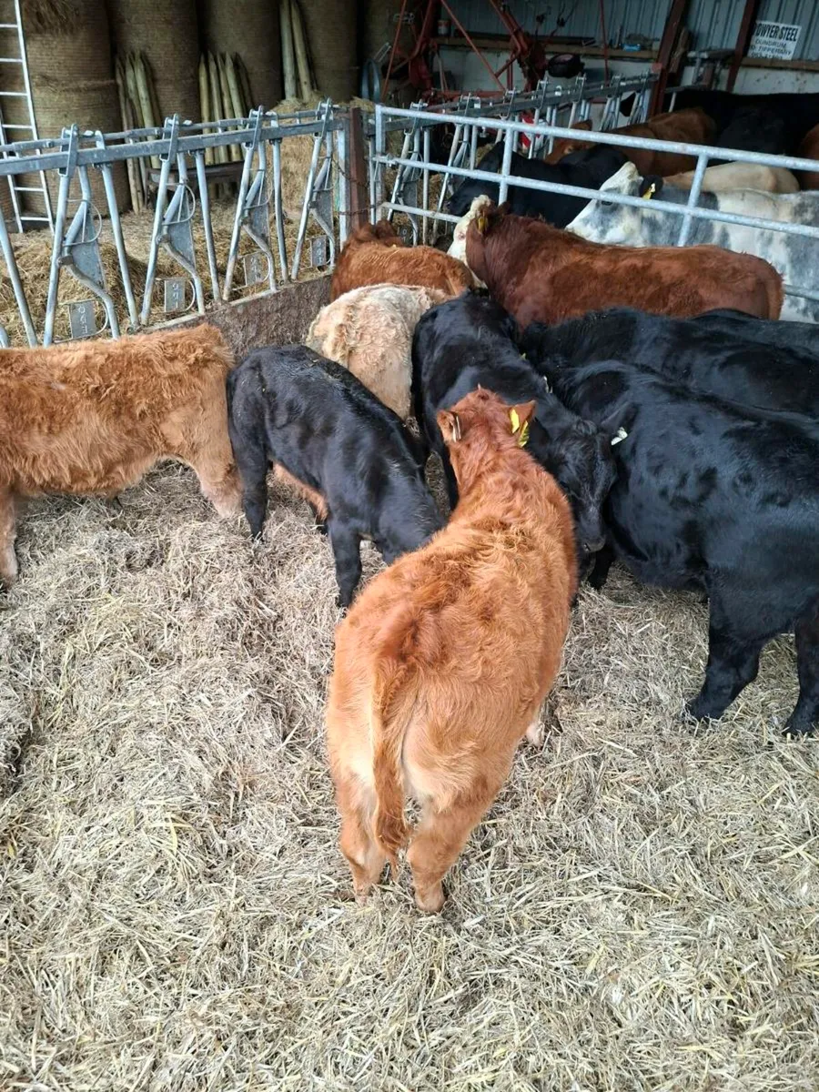LMX weanlings - Image 2