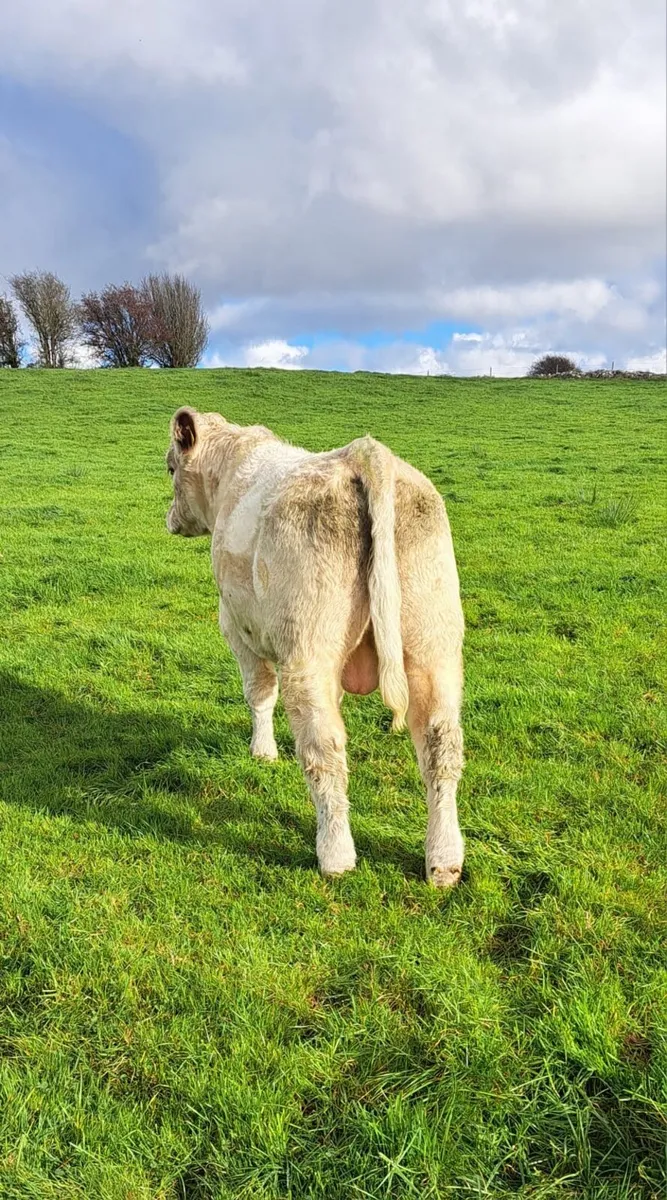 Shorthorn Bull - Image 4