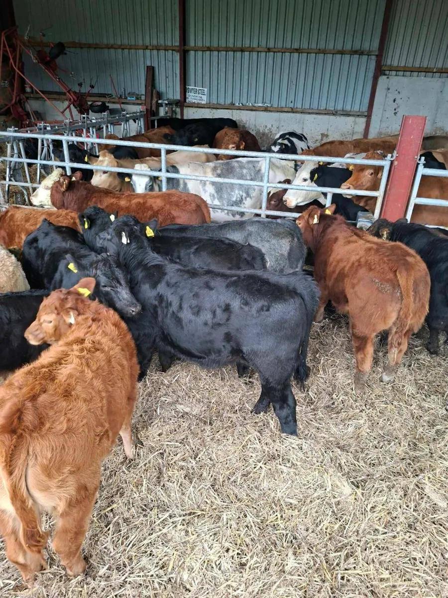 LMX weanlings - Image 3