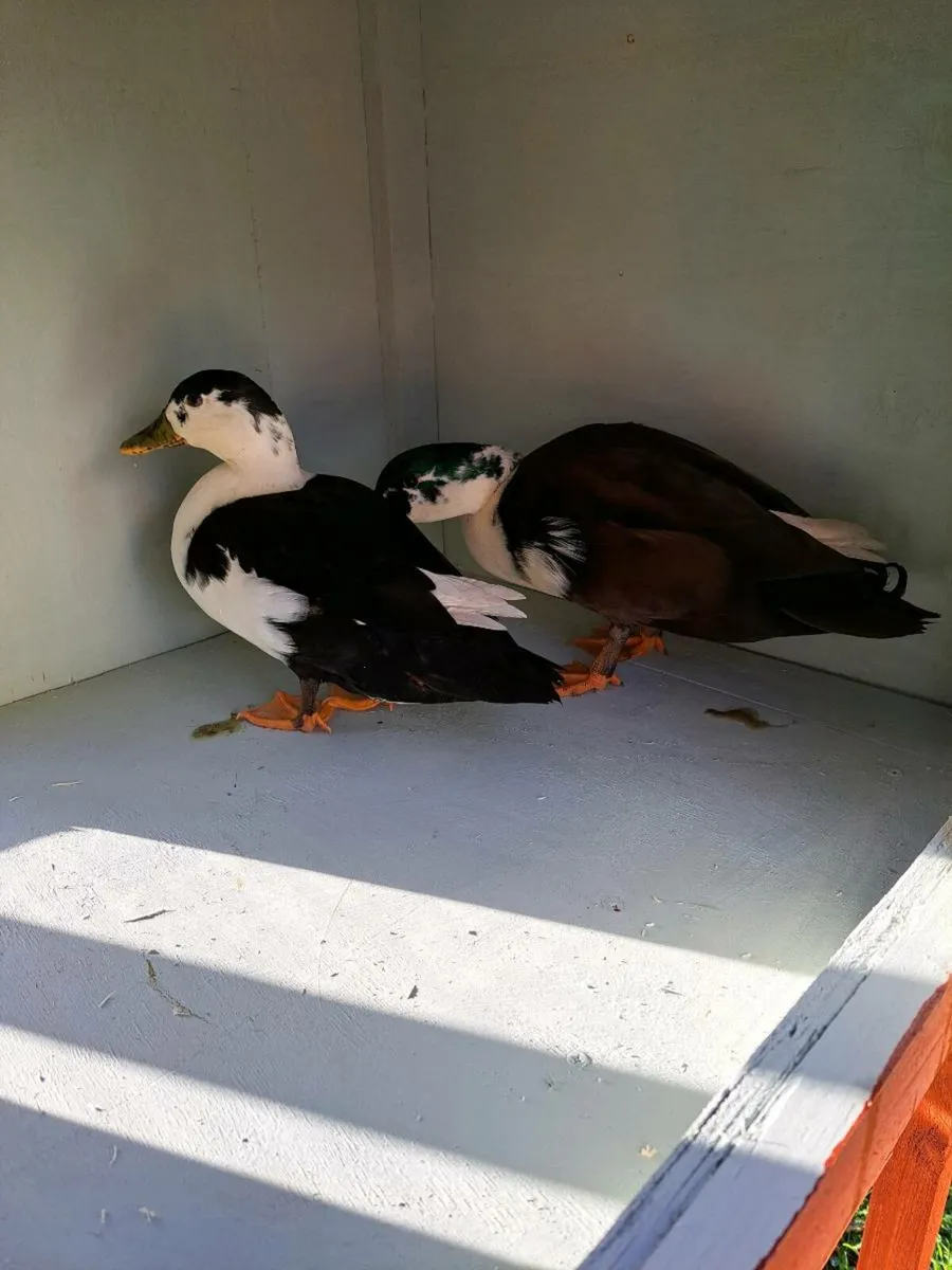 Call duck pen and chicks - Image 3