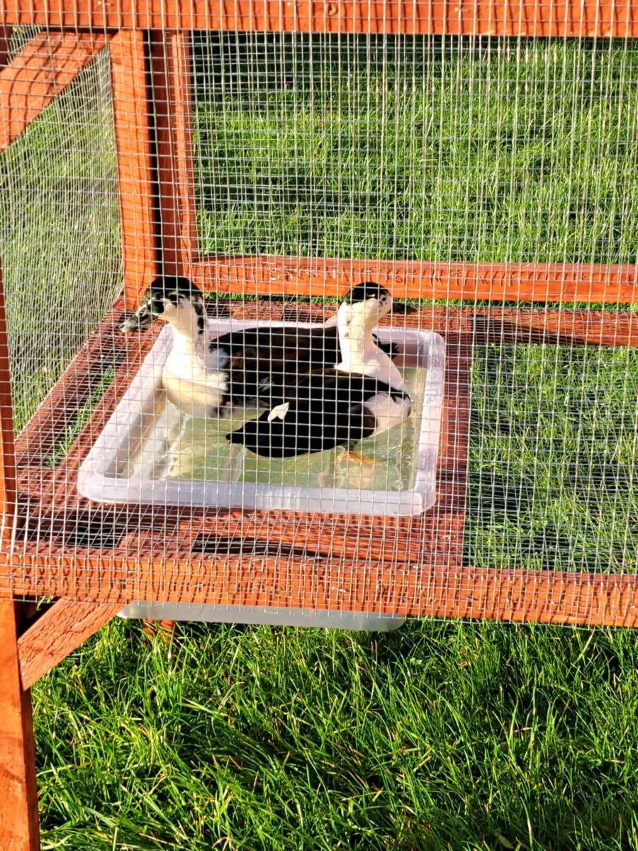 Call duck pen and chicks - Image 4