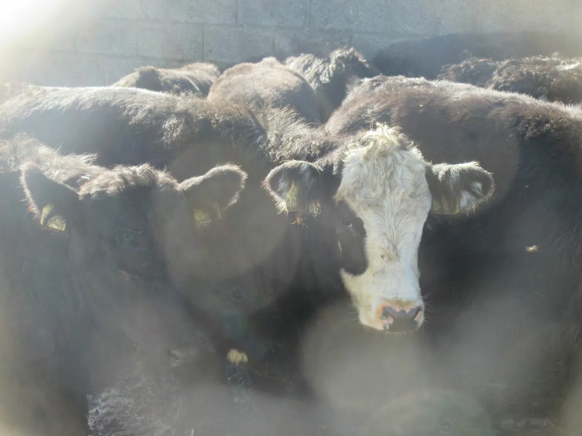 14 suckler bred aberdeen angus heifers 280kg - Image 2