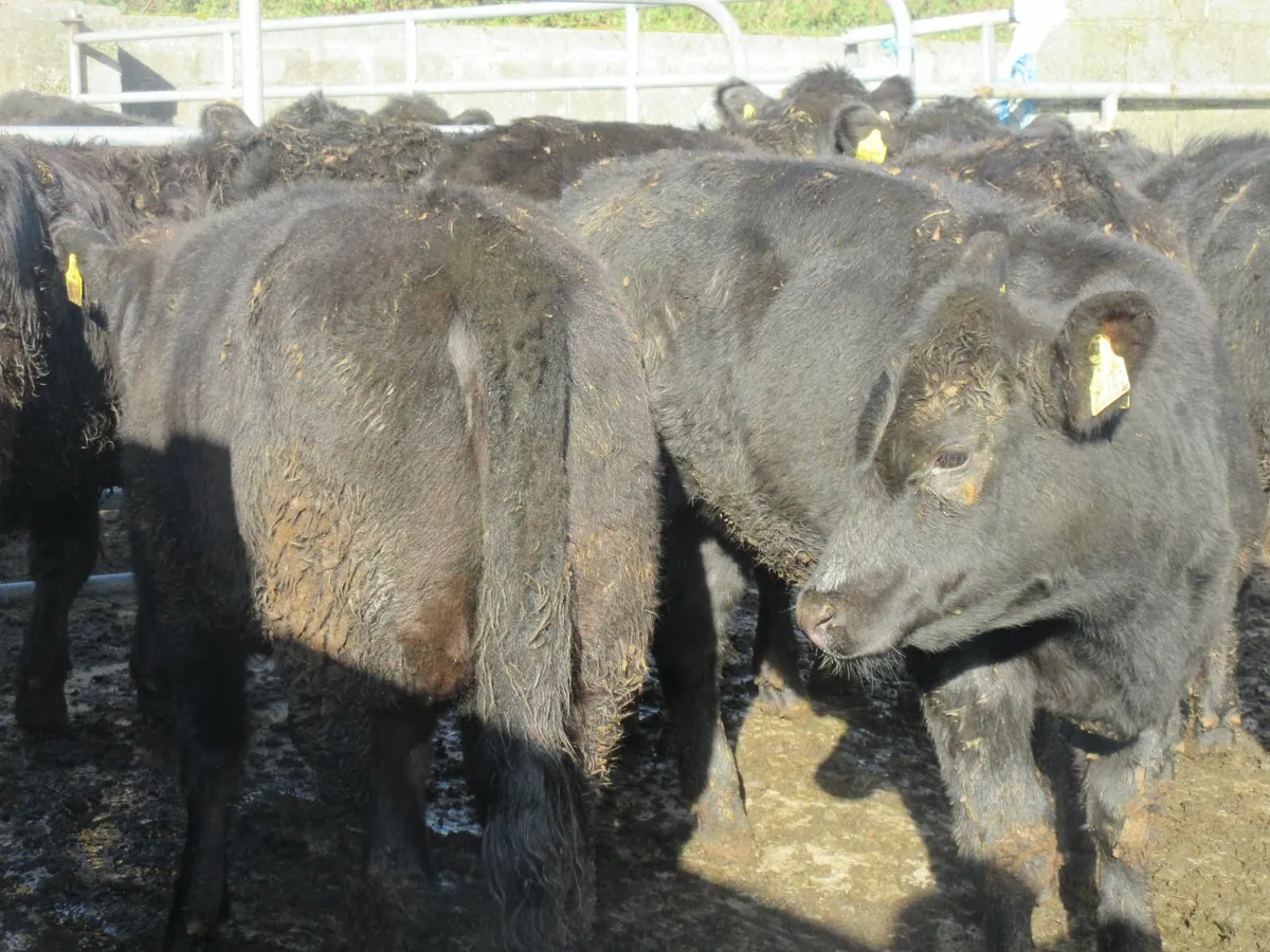 14 suckler bred aberdeen angus heifers 280kg - Image 3