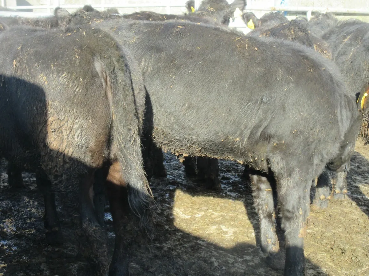 14 suckler bred aberdeen angus heifers 280kg - Image 4
