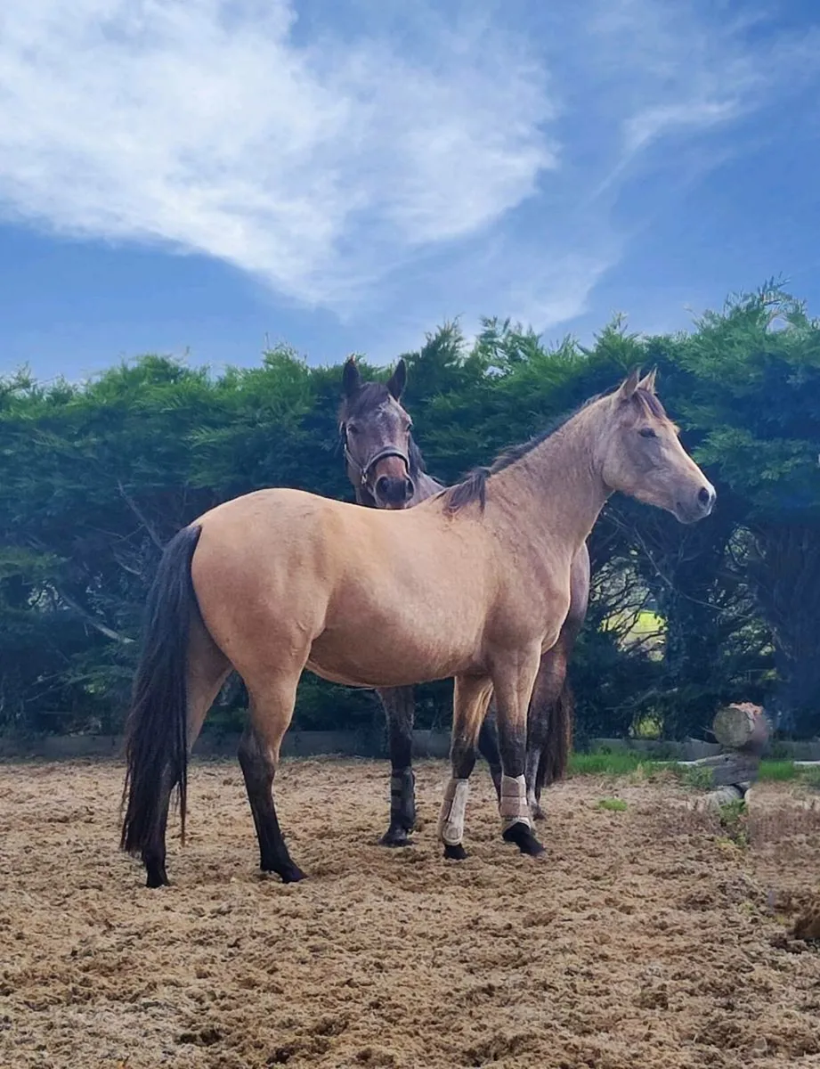 Lot 469 Friday TIH Filly - Image 1