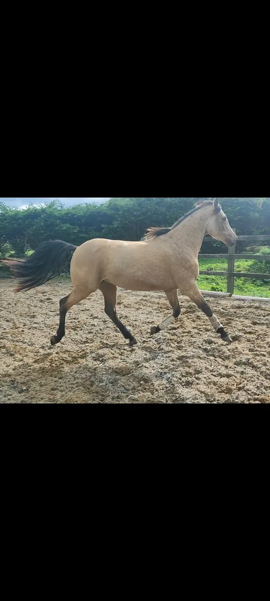 Lot 469 Friday TIH Filly - Image 3