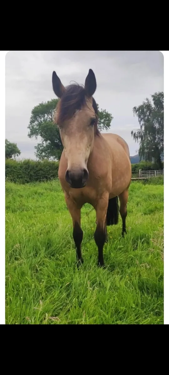 Lot 469 Friday TIH Filly - Image 4
