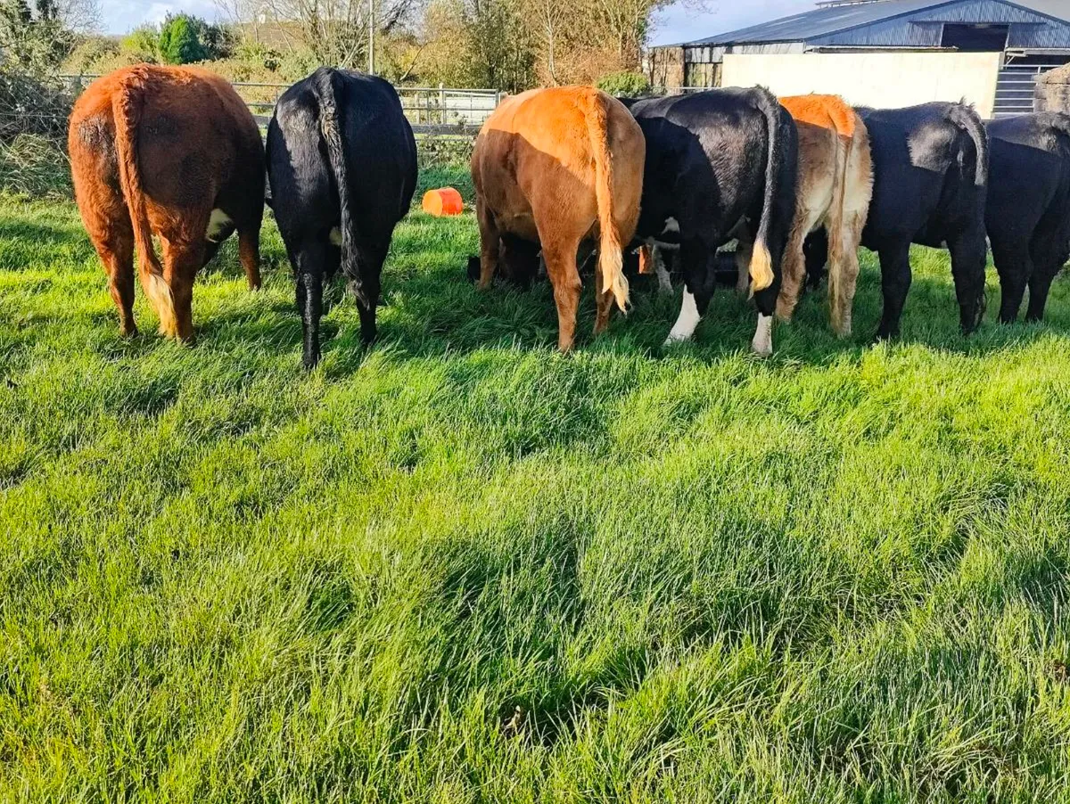 Ballina Mart 21st Oct - Quality Breeding Heifers - Image 2