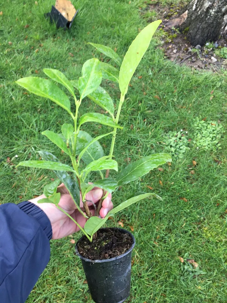 Laurel hedging - Image 2