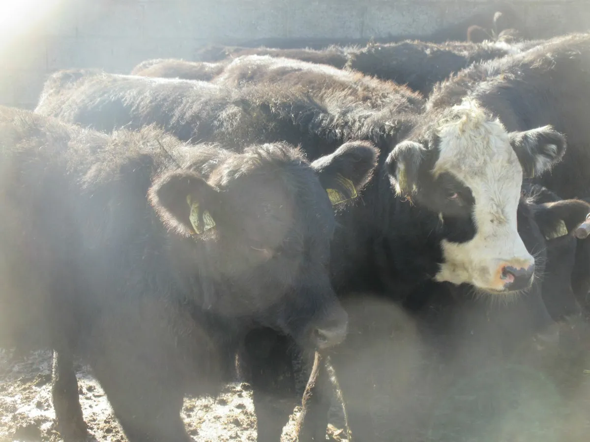 14 suckler bred aberdeen angus heifers 280kg - Image 1