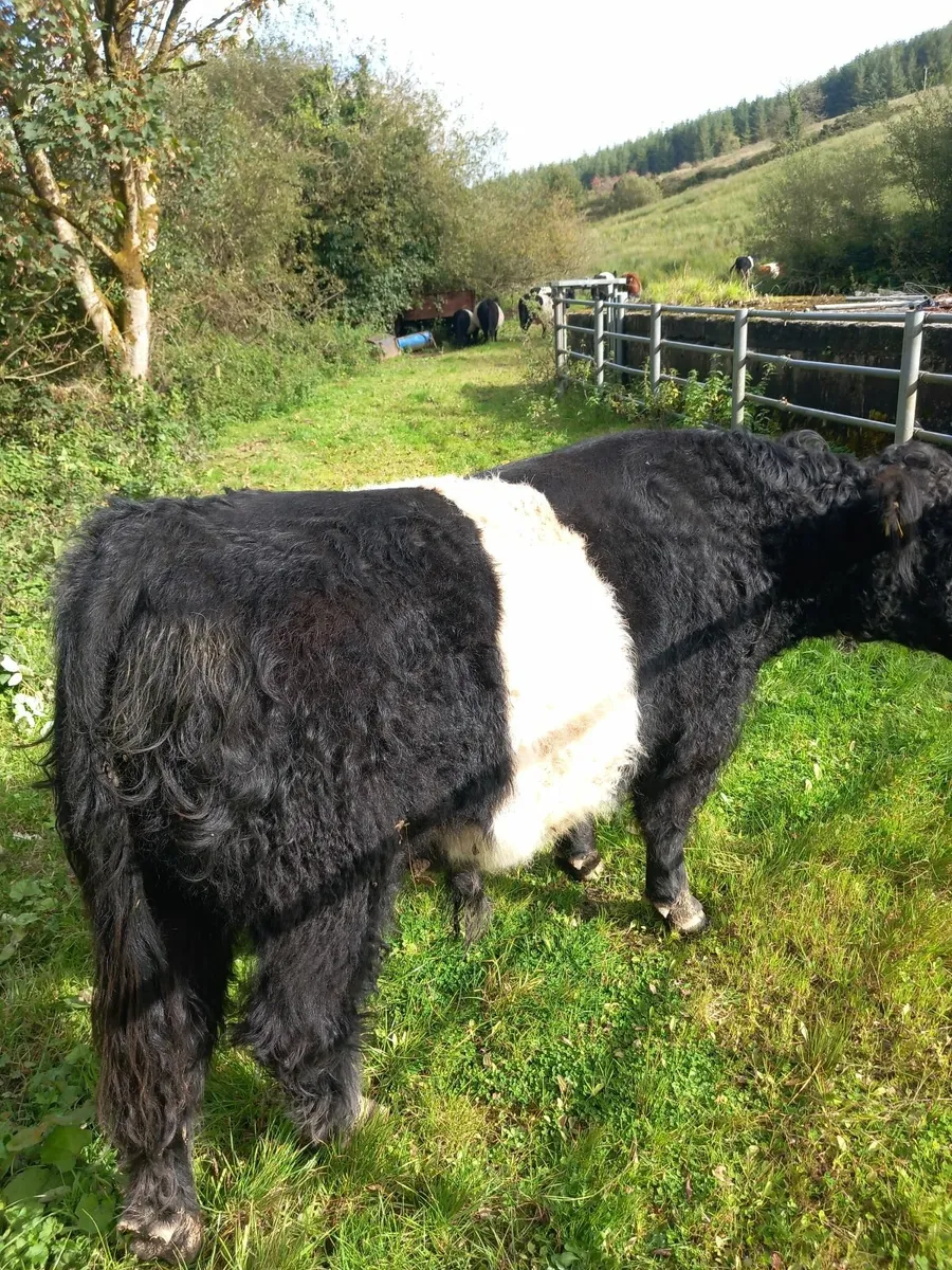 PBNR Galloway Bull - Image 1