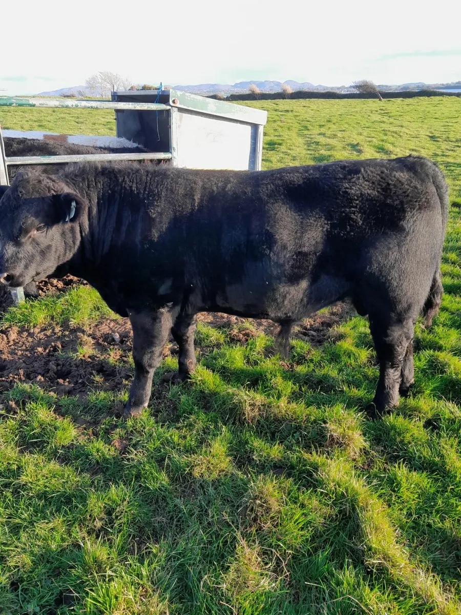 Angus bull - Image 2